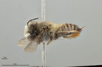 Media type: image;   Entomology 793937 Aspect: habitus lateral view